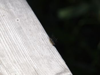 Close-up of feather on wood