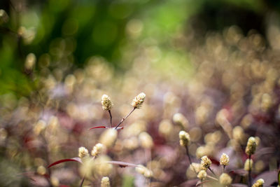 Close-up of flowering plant on field