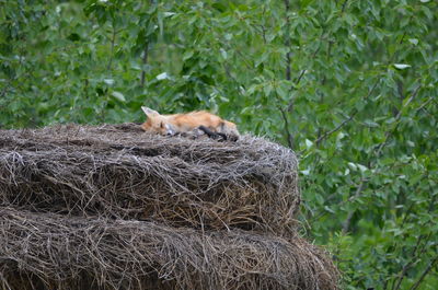 View of a cat