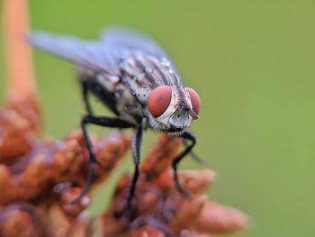 Close-up of fly on leaf