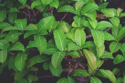 Full frame shot of green plants