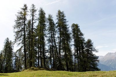 Low angle view of pine trees in forest