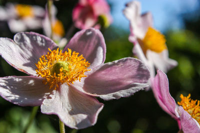 Close-up of yellow flowers blooming outdoors