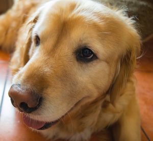 Close-up of dog