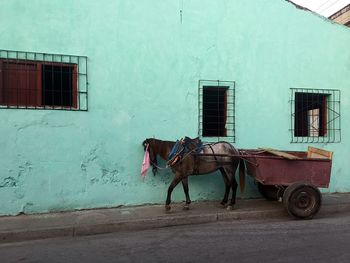 Horse cart on street amidst buildings against sky