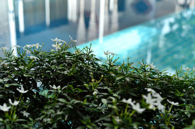 Close-up of plants against blurred background