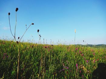 Crops growing on field against clear sky