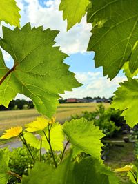 Close-up of fresh green leaves against sky