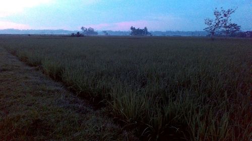 Scenic view of field against sky