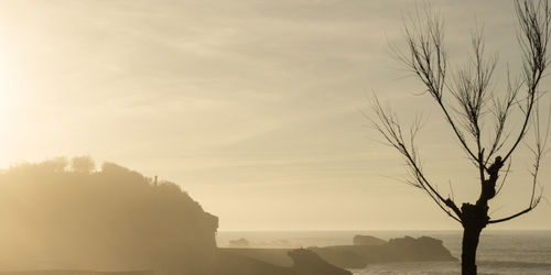 Silhouette bare tree by sea against sky during sunset