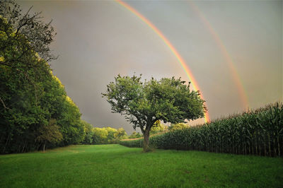 Scenic view of rainbow over trees on field against sky