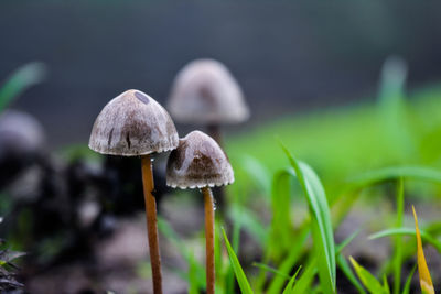 Close-up of mushroom growing on field