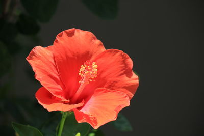 Close-up of red hibiscus blooming outdoors