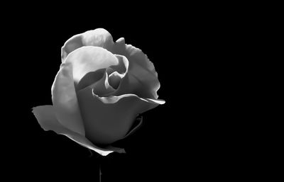 Close-up of rose against black background