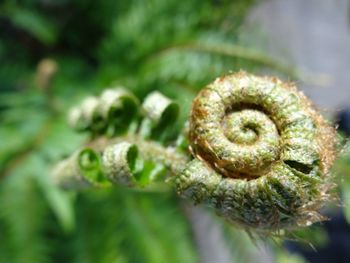 Close-up of snail against blurred background