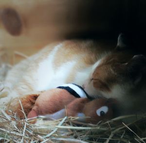 Close-up of sleeping cat