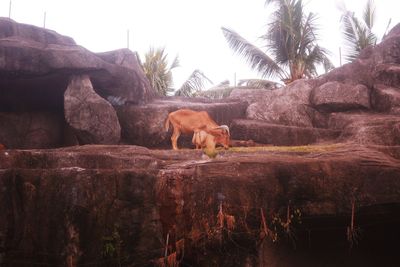 View of a horse against the sky