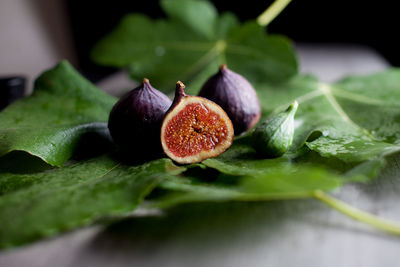 Close-up of fruit on plant