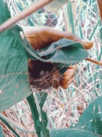 Close-up of bananas in nest