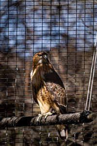 Close-up of eagle perching on a lake