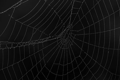 spider web