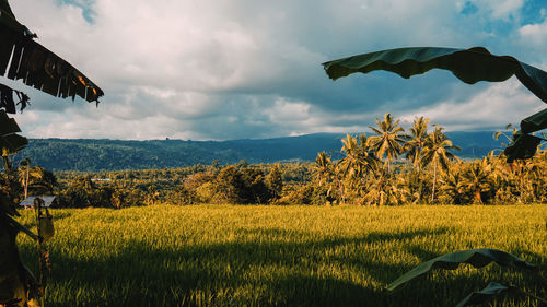 Scenic view of field against sky