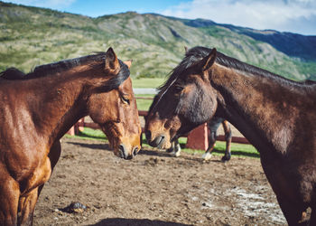 Horses standing in field