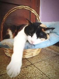 Cat sleeping in basket