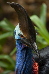 Close up on ancient cassowary bird face,  queensland, australia