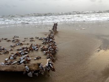 Shells stuck to a remains of a boat near beach