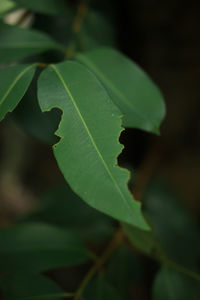 Close-up of leaves