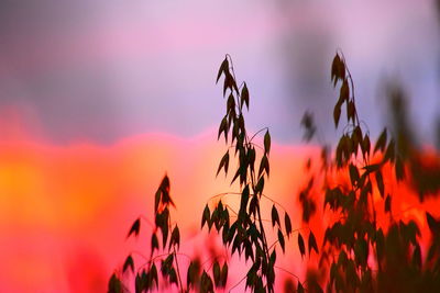 Close-up of pink flowering plants against romantic sky at sunset