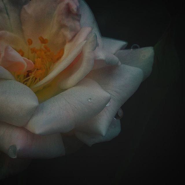 person, holding, close-up, black background, human finger, cropped, part of, freshness, studio shot, indoors, flower, fragility, unrecognizable person, lifestyles, petal, nature