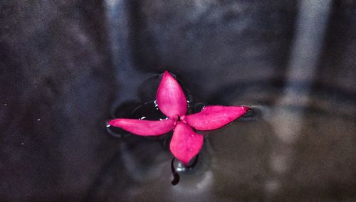 Close-up of pink flower blooming outdoors