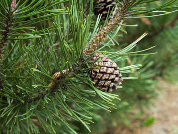 Close-up of pine cone on tree