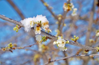 Close-up of cherry blossoms in spring