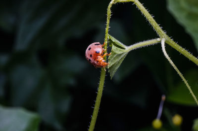 Close-up of ladybug on plant