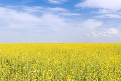 Flowers under blue sky