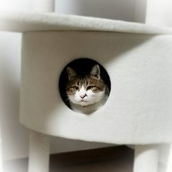 Close-up portrait of cat