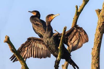 Cormorants sunbathing on a dead tree against blue sky