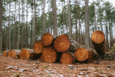 Close-up of logs in forest