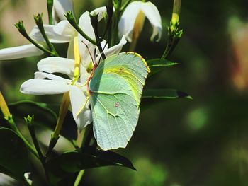 Close-up of butterfly on plant