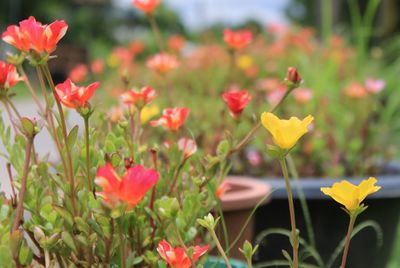 Close-up of flowering plants growing on field