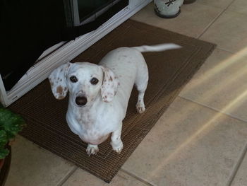 High angle portrait of dog