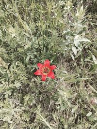 Close-up of red flowers in field