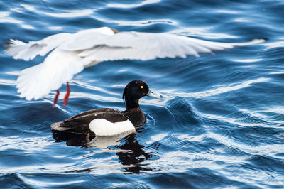 Swan swimming in lake