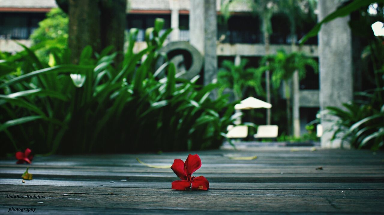 red, flower, wood - material, focus on foreground, wooden, table, plant, growth, day, potted plant, bench, freshness, petal, nature, indoors, no people, fragility, green color, close-up