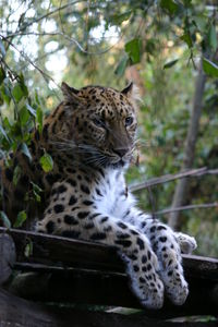 Leopard lying on a tree