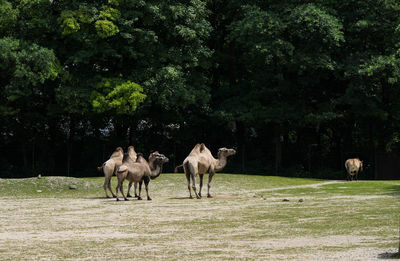 Horses in a field