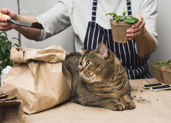 A woman is planting plants in paper plastic cups on the table, next to an adult gray cat lies. home